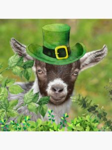 st. paddy's day goat